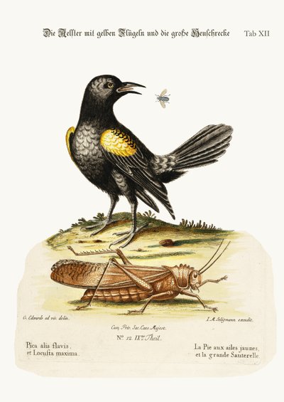 The Yellow-winged Pye, and Greatest Locust, 1749-73 by George Edwards